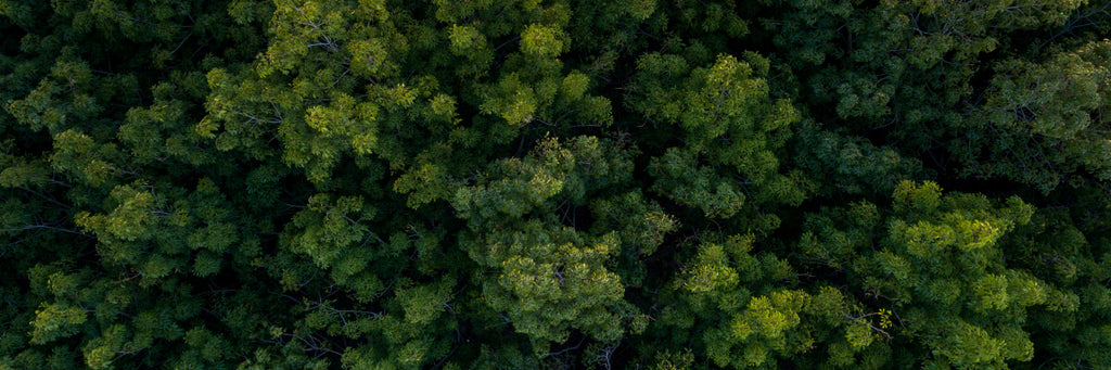 A forest from above